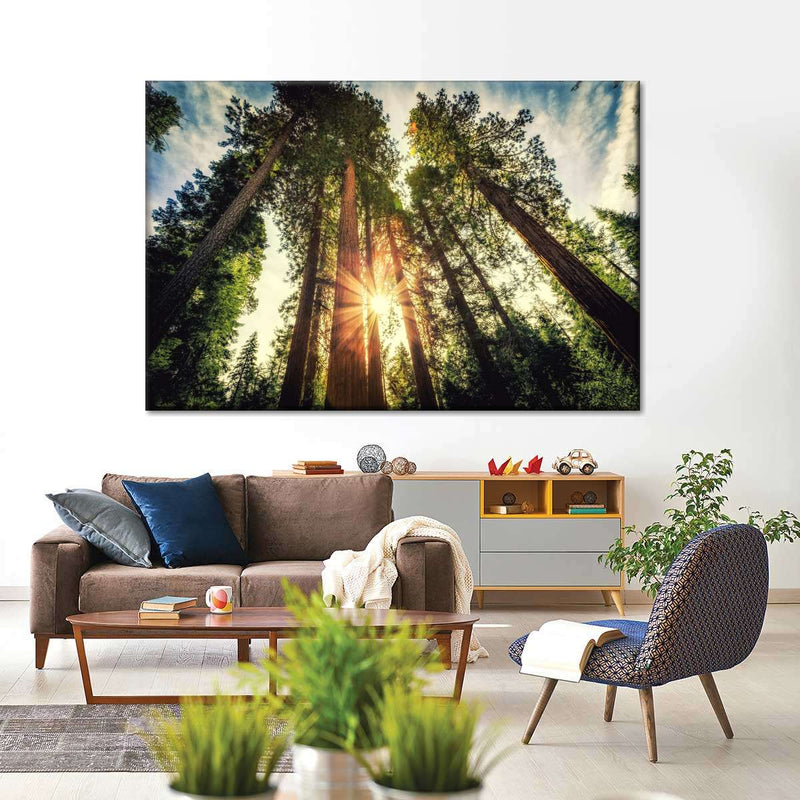 Redwood Trees Sunset Wall Art