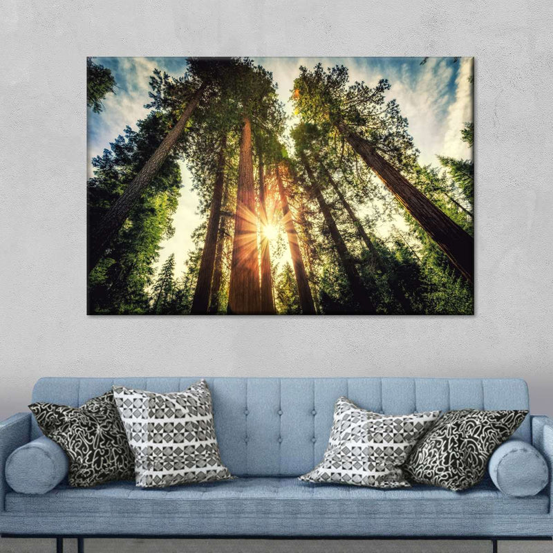 Redwood Trees Sunset Wall Art