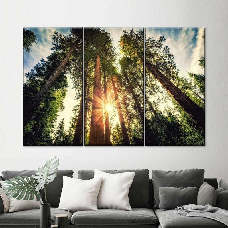 Redwood Trees Sunset Wall Art