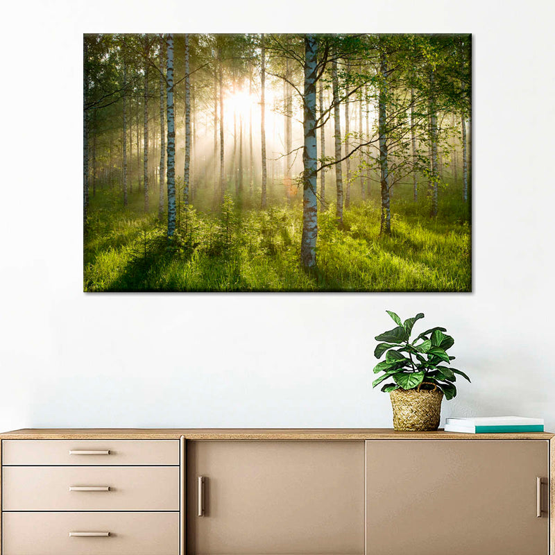 Birch Forest Sunlight Wall Art