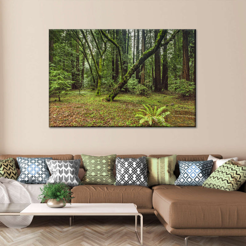 Muir Woods Forest Wall Art