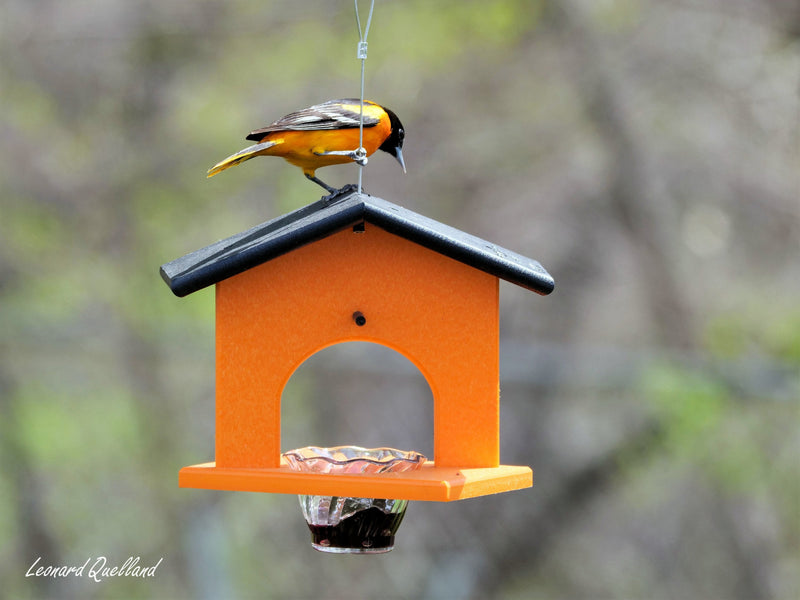 Hanging Oriole Jelly and Orange Bird Feeder, Eco-Friendly Poly Lumber