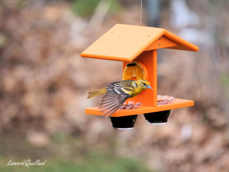 Oriole Bird Feeder, Double-Cup Jelly Oriole Feeder with Pegs for Orange Halves