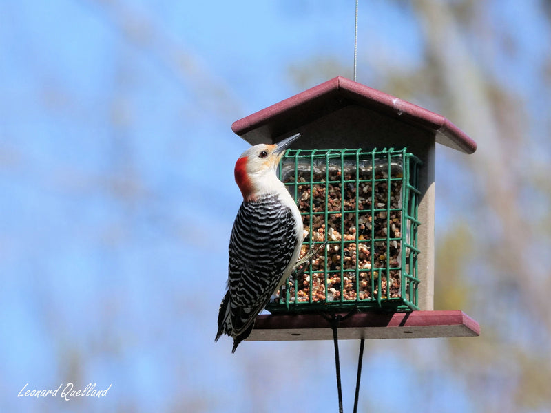 Double Suet-Cake Bird Feeder, Made With Poly Lumber, Amish-Made