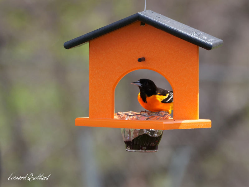 Hanging Oriole Jelly and Orange Bird Feeder, Eco-Friendly Poly Lumber