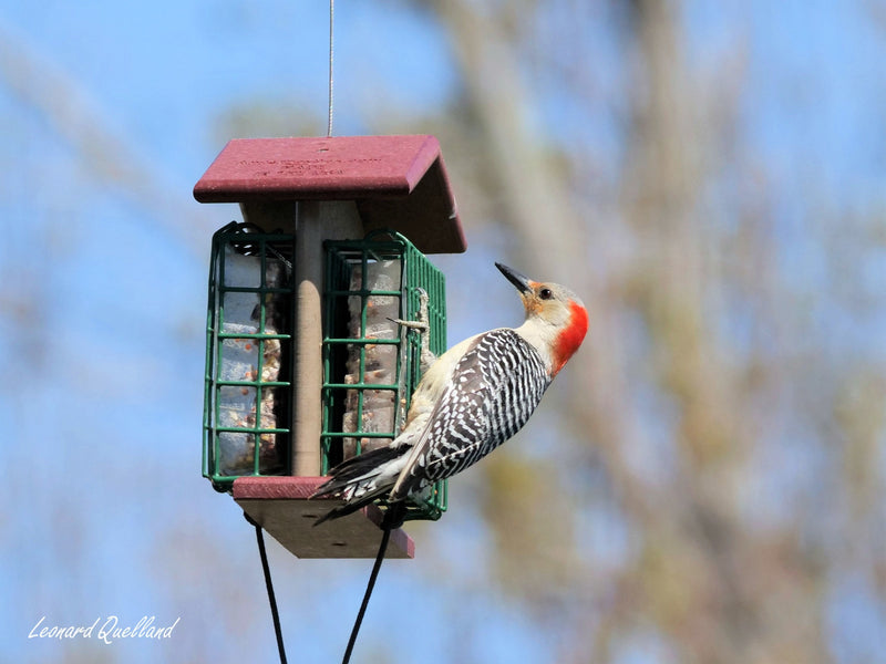 Double Suet-Cake Bird Feeder, Made With Poly Lumber, Amish-Made