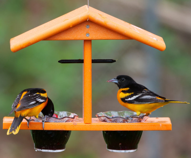 AmishToyBox.com Oriole Bird Feeder, Double-Cup Jelly Oriole Feeder with Pegs for Orange Halves