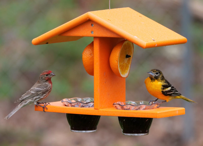 AmishToyBox.com Oriole Bird Feeder, Double-Cup Jelly Oriole Feeder with Pegs for Orange Halves