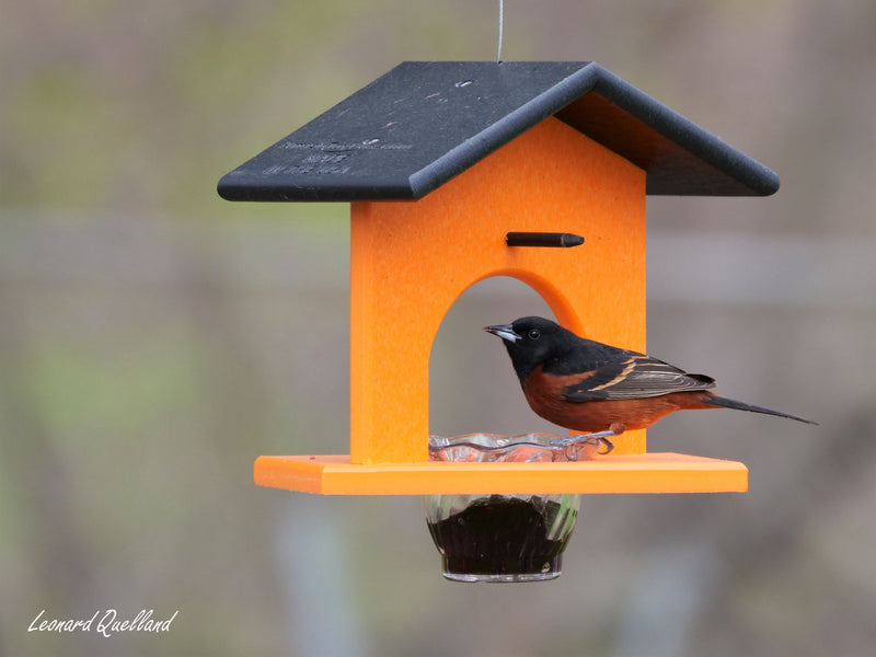 Hanging Oriole Jelly and Orange Bird Feeder, Eco-Friendly Poly Lumber