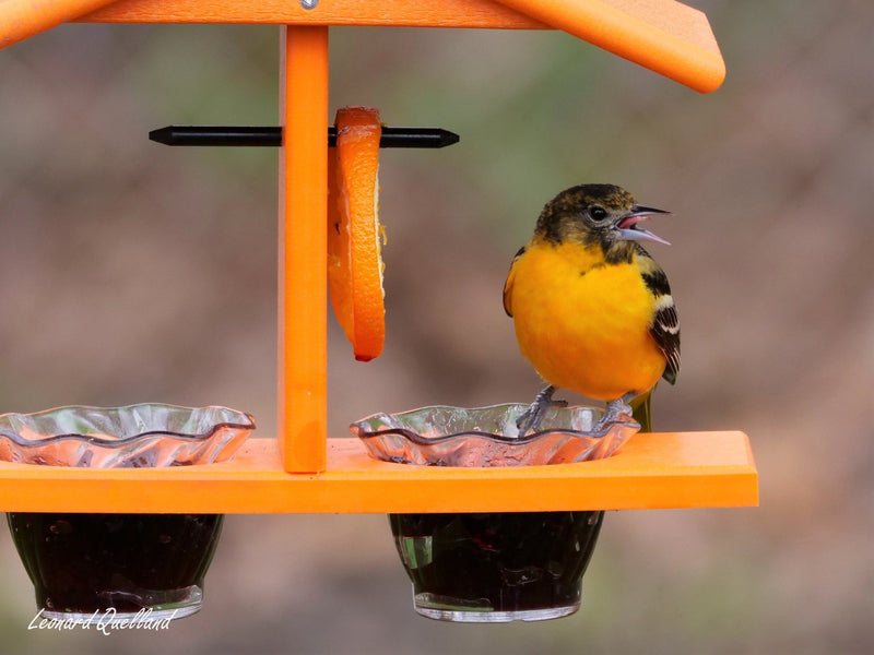 Oriole Bird Feeder, Double-Cup Jelly Oriole Feeder with Pegs for Orange Halves