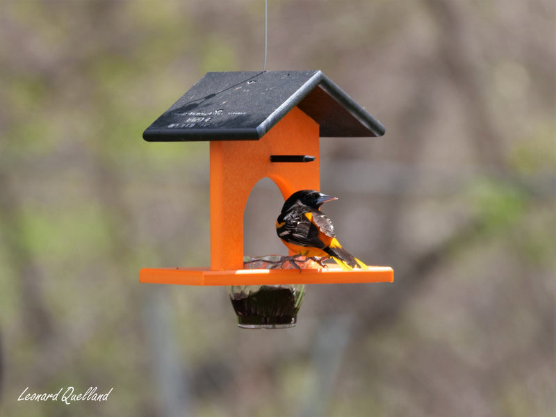 Hanging Oriole Jelly and Orange Bird Feeder, Eco-Friendly Poly Lumber