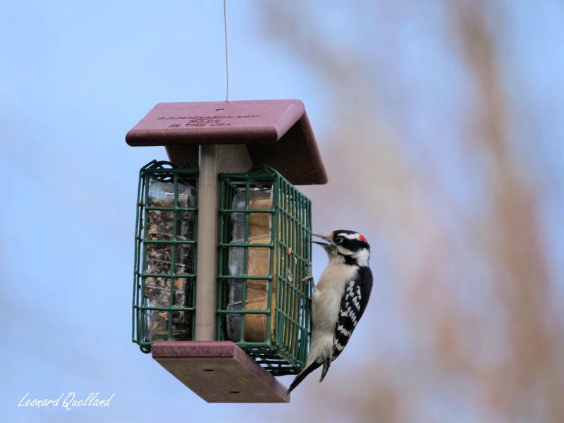 Double Suet-Cake Bird Feeder, Made With Poly Lumber, Amish-Made