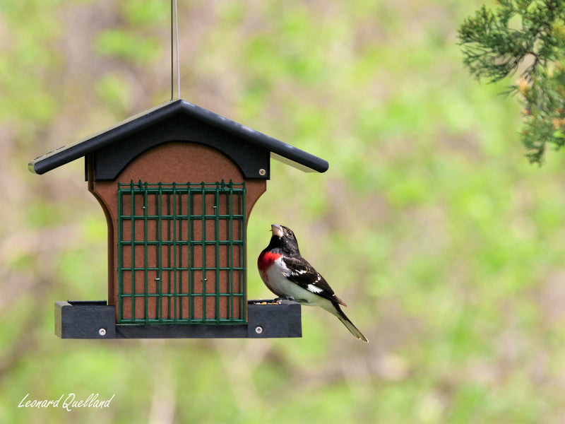 Amish-Made Deluxe Bird Feeder with Suet Holder, Made With Poly Lumber