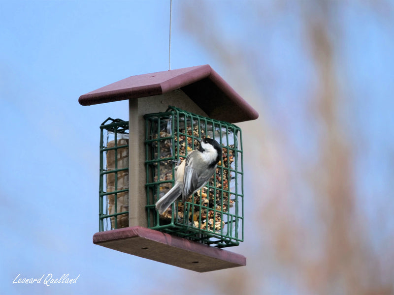 Double Suet-Cake Bird Feeder, Made With Poly Lumber, Amish-Made