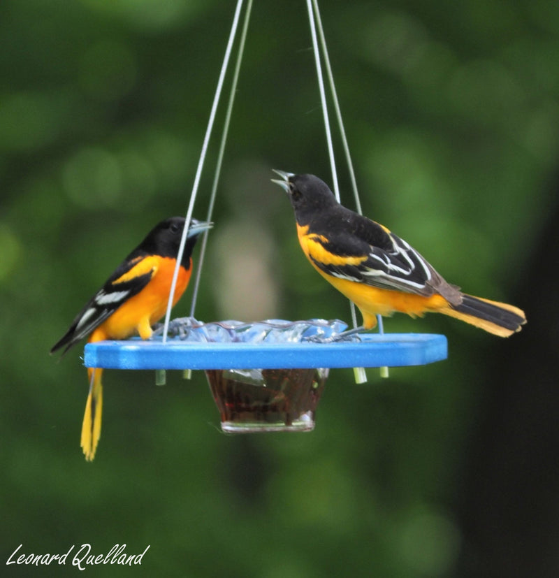 Oriole Bird Feeder, Porch Jelly-Cup Oriole Feeder