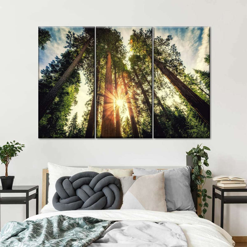 Redwood Trees Sunset Wall Art