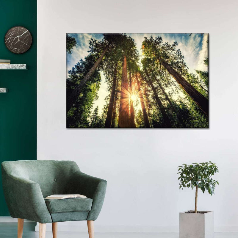 Redwood Trees Sunset Wall Art