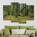 Muir Woods Forest Wall Art
