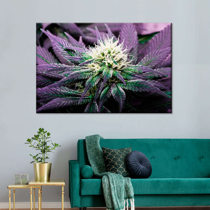 Rare Cannabis Plant Wall Art