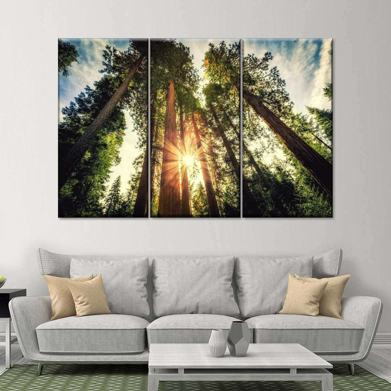 Redwood Trees Sunset Wall Art