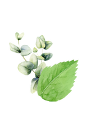 Mint & Eucalyptus Essential Oil Blend