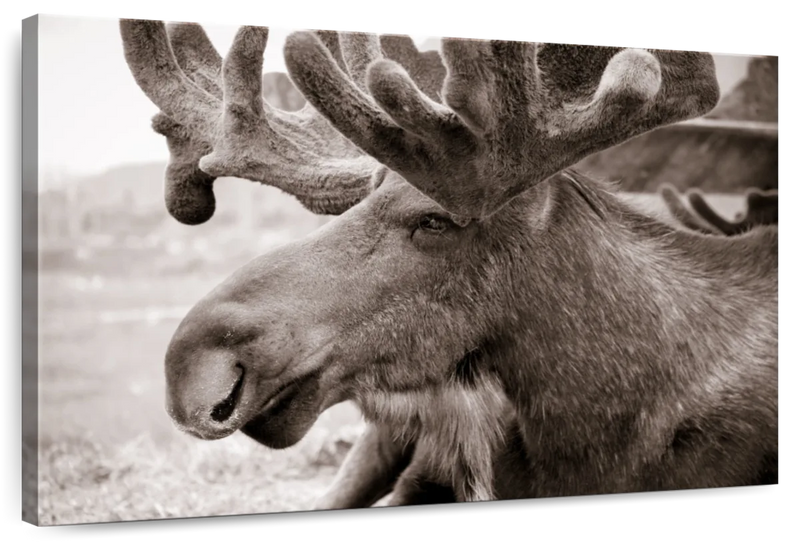 Moose Head Wall Art