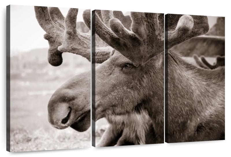 Moose Head Wall Art