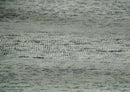 Beige and Charcoal Shaded Hand Tufted Natural Wool Area Rug - Modern Contemporary by The Rug Decor