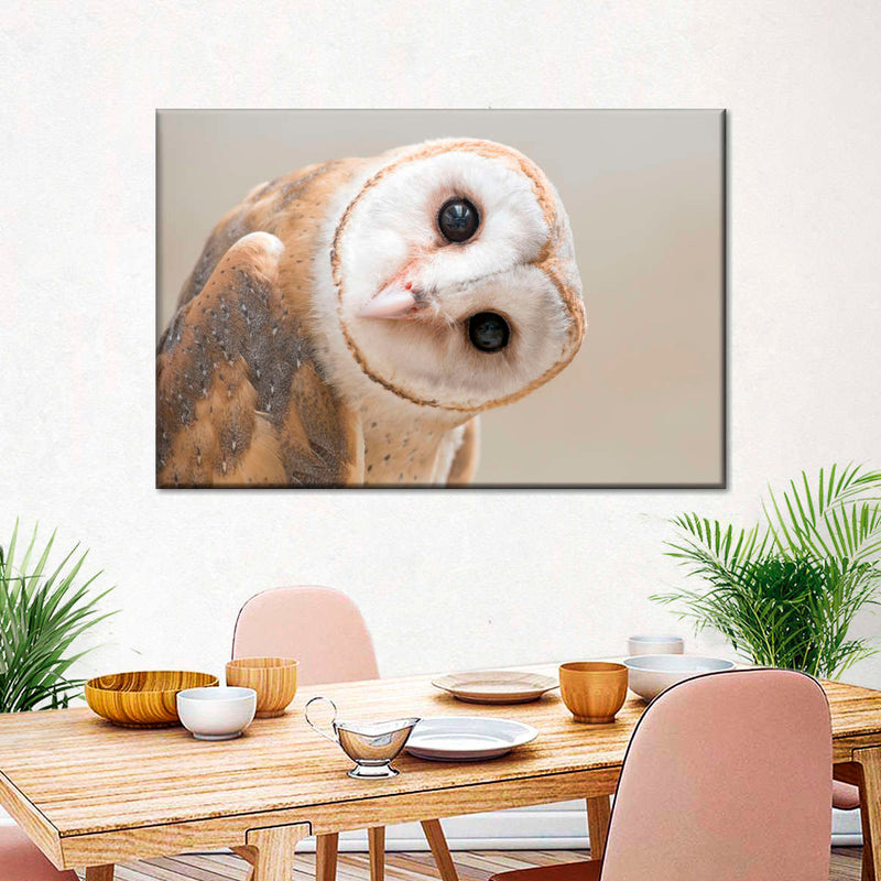 Barn Owl Gaze Wall Art