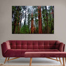 Vibrant Redwood Wall Art