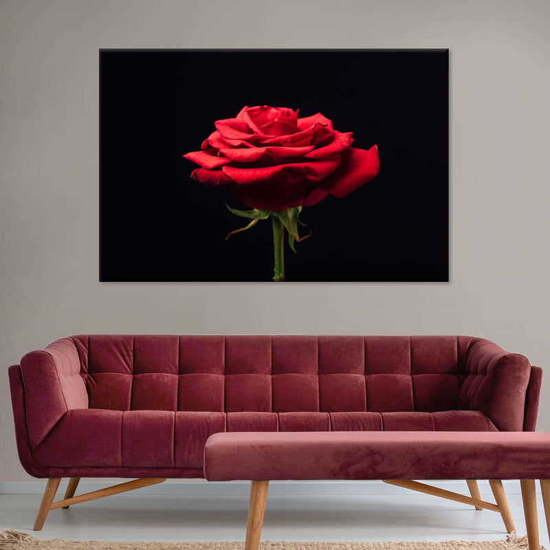 Forlorn Red Rose Wall Art