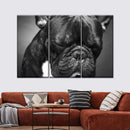 Melancholic French Bulldog Wall Art