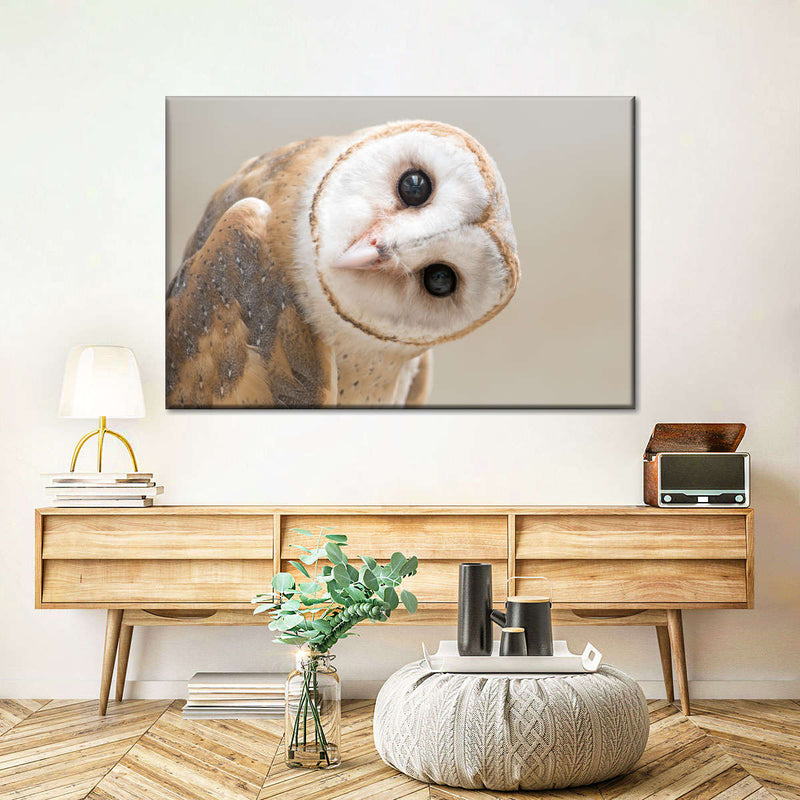 Barn Owl Gaze Wall Art