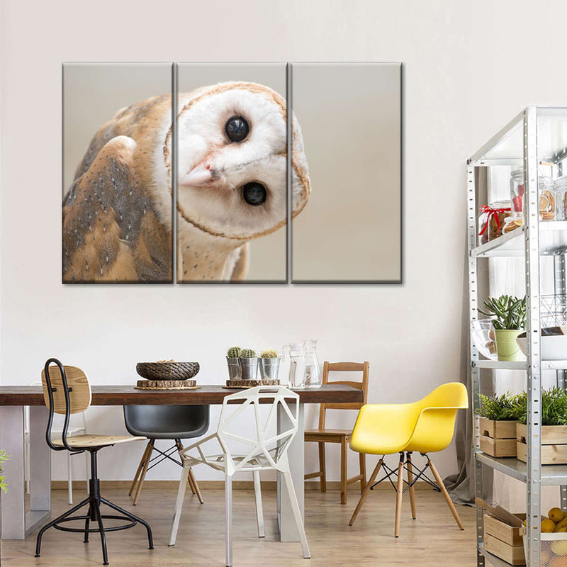 Barn Owl Gaze Wall Art