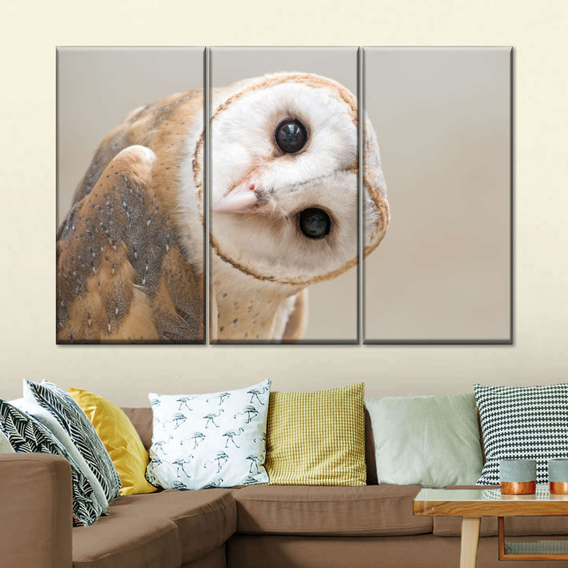 Barn Owl Gaze Wall Art