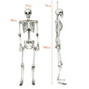 5.4 Feet Halloween Skeleton Life Size Realistic Full Body Hanging by LJGDeals