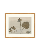 Botanical Thoughts III