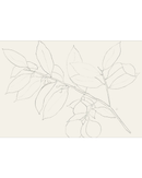 Lemon Branch Drawing