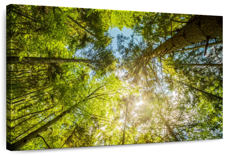 Tree Top Wall Art