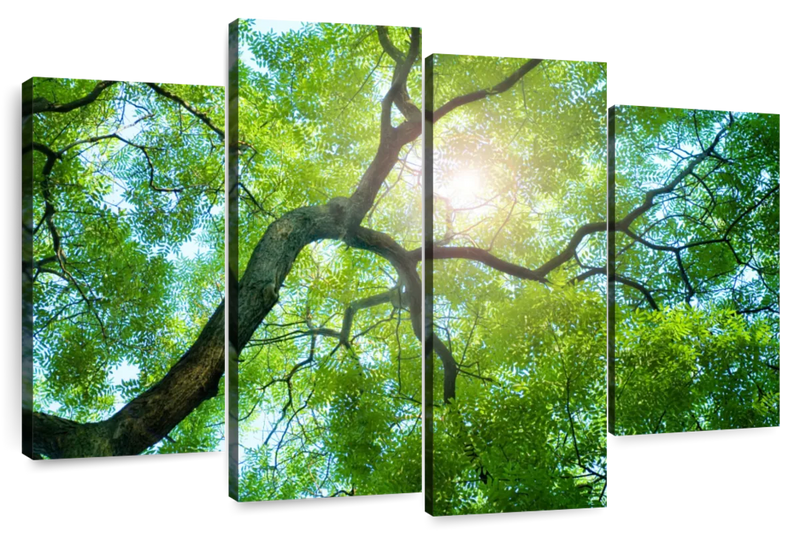 Tree Canopy Sunshine Wall Art