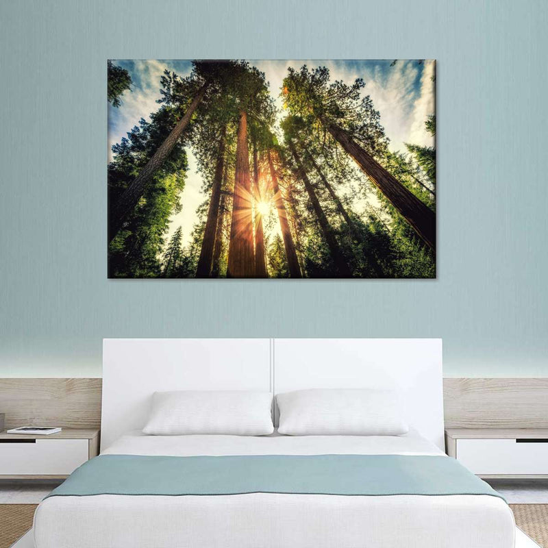 Redwood Trees Sunset Wall Art