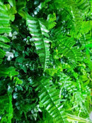 Sample Panel – Wild Tropics Vertical Garden (Small Sample) by Designer Plants USA