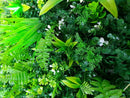 Sample Panel – Wild Tropics Vertical Garden (Small Sample) by Designer Plants USA