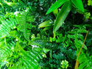 Sample Panel – Wild Tropics Vertical Garden (Small Sample) by Designer Plants USA