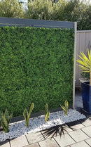 Sample Panel – Mixed Boxwood Green Wall (Small Sample) by Designer Plants USA