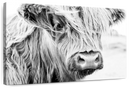 Long Haired Cow Wall Art