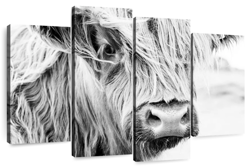 Long Haired Cow Wall Art