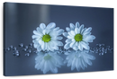White Daisies Wall Art
