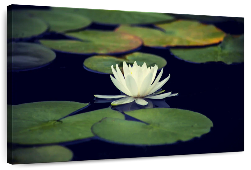 Lotus And Leaves Wall Art