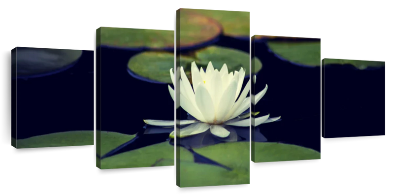 Lotus And Leaves Wall Art